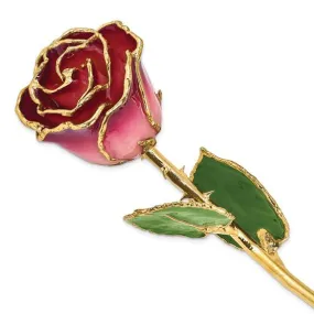 GOLD DIPPED PINK AND BURGUNDY ROSE